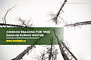 Common Reasons for Tree Damage During Winter - Caledon Treeland