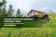 Tips and Tricks for Growing Evergreen Trees - Caledon Treeland