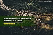 How Mycorrhizal Fungi Can Benefit Your Trees - Caledon Treeland