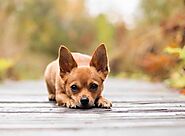 Deer Head Chihuahua: Know All About it | Pets Nurturing