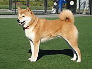 Japanese Dog Breeds: Get 11 Best Dog Breed | Pets Nurturing