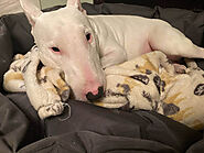 Walter Dog: A Bull Terrier, Who Suffered the Death Rumor!