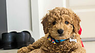 Mini Goldendoodle: A Complete Guide to Know | Pets Nurturing