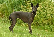5 Hairless Dog Breeds: How to Take Care of These Cute Creatures