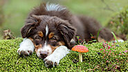 Can Dogs Eat Mushrooms? (Complete Guide) | Pets Nurturing