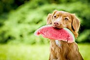 Can Dogs Eat Watermelon? (Health Benefits and Three Snack Ideas Included!)