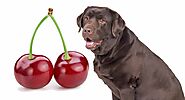 Can Dogs Eat Cherries? Is It Safe? (Answered With Alternatives)