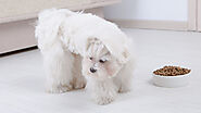 The Worst Dog Food Avoid To Feed Them | Pets Nurturing