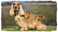 Guide for English Cocker Spaniel Dog Breed | Pets Nurturing