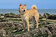 Come Across The Dogs That Look Like Foxes | Pets Nurturing