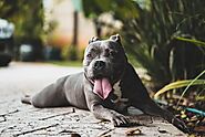 Blue Nose Pitbull Dog Breed: Complete Guide | Pets Nurturing