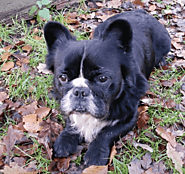 Long Haired French Bulldog: from History to Cost Everything You Want to Know!