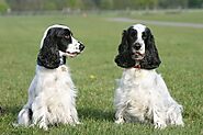 Guide for English Cocker Spaniel Dog Breed