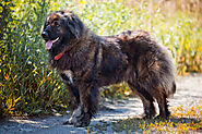 Russian Bear Dog: The One from Caucasian Mountains (Detailed Guide)
