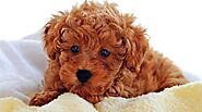 Teddy Bear Dogs Breeds: Everything You Need to Know About