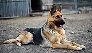 4 Interesting Facts About German Shepherds | Pets Nurturing