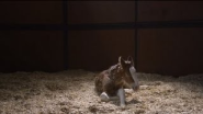 2013 Budweiser Super Bowl Ad — The Clydesdales: "Brotherhood" - YouTube