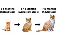 When do kittens stop growing?