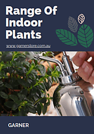 Range Of Indoor Plants