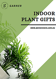 Indoor Plant Gifts