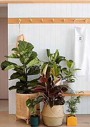 SHOW OFF - Fiddle Leaf Fig Plant