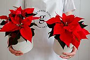 FESTIVE - Christmas Poinsettia Plant