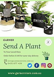 Pin on Gift Plants Melbourne