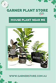 Garner in Melbourne Offers House Plants Near You | edocr