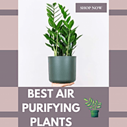 Shop For Best Air Purifying Plant from Garner | Visual.ly