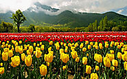 Kashmir Tulip Garden Tour | Srinagar Tulip Festival 2021 offer