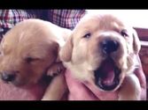 This Yawning Animals Compilation Is All You Need To See Today