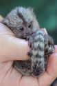 These 20 Baby Animals Are So Small They Can Fit In The Palm Of Your Hand