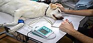 Veterinary Monitoring Equipment Market - Enabling Sound Health Monitoring of Veterinary Patients