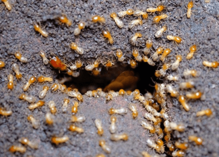 SW Termite A Listly List