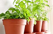10 Important Tips to Create your own Indoor Herb Garden
