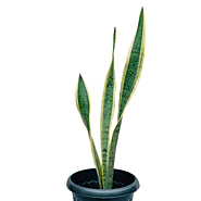 Dracaena Trifasciata