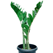 ZZ Plant