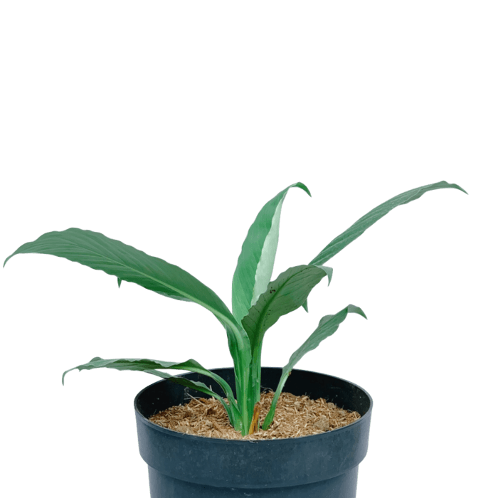 Low Maintenance Indoor Plants for Sale in the Philippines A Listly List