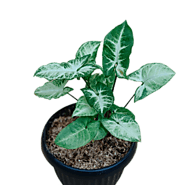 Arrowhead Syngonium