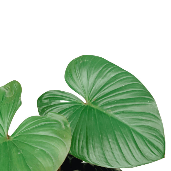 Low Maintenance Indoor Plants for Sale in the Philippines A Listly List
