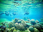 Snorkelling Whitsundays - Snorkelling Queensland | Daydream Island