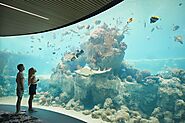 Living Reef - Living Reef Aquariums | Daydream Islands