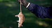 Rat exterminator in Los Angeles - Green Rodent Control