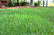 4 Types Of Grass For Louisiana And Their Proper Care  
