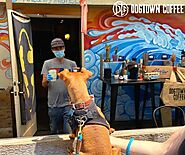 Dogs of Dogtown- 5 Pet-Friendly Locations in Santa Monica, Including a Coffee Shop, For The Perfect Bonding Day With ...