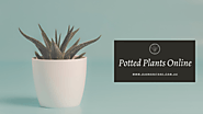 Potted Plants Online