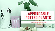 Affordable Potted Plants