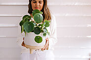 Chinese Money Plant: How to Grow & Maintain Pilea Peperomioides Plant!
