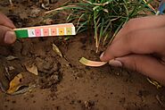 How to Test Soil pH? 2 Simple Methods to Do It on Your Own