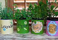 Find Great Green Herb Garden Ideas